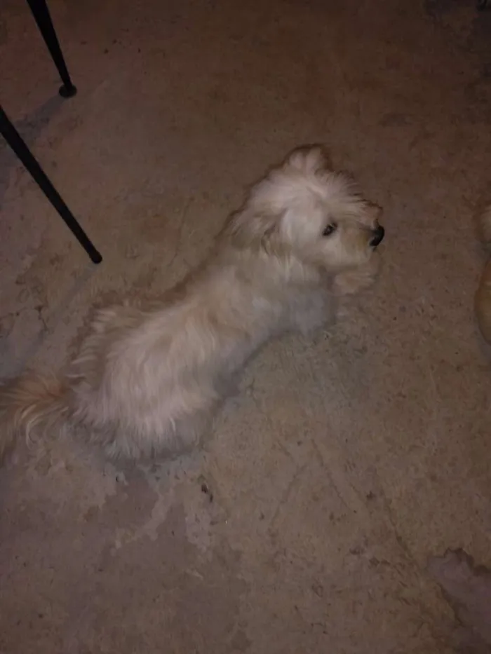 Cachorro raça  idade 1 ano nome ENZO