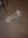 ENZO