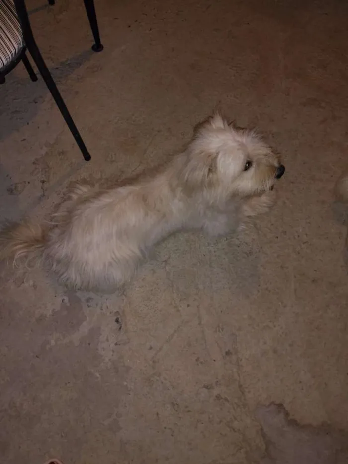 Cachorro raça  idade 1 ano nome ENZO