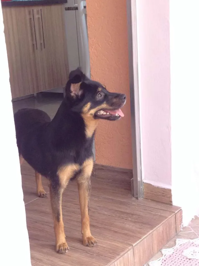 Cachorro ra a Vira-lata com pastor idade 1 ano nome Atende por nina