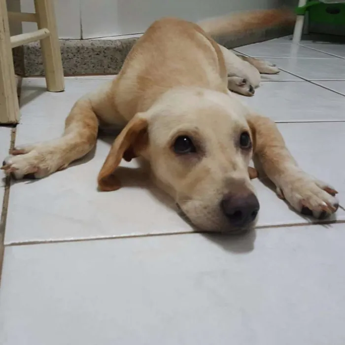Cachorro ra a Srd idade 7 a 11 meses nome Sunny