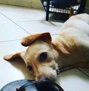 Cachorro raça Srd idade 7 a 11 meses nome Sunny