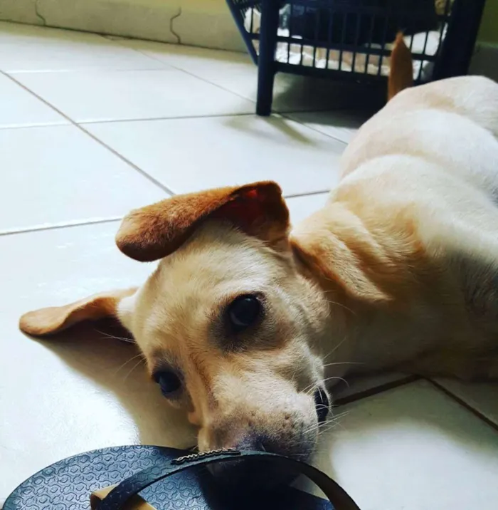 Cachorro ra a Srd idade 7 a 11 meses nome Sunny
