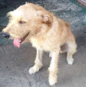 Cachorro raça Labrador misturado  idade 7 a 11 meses nome Jhonny