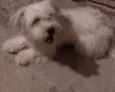 ENZO