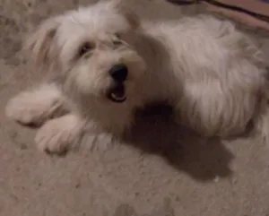 Cachorro raça  idade 1 ano nome ENZO