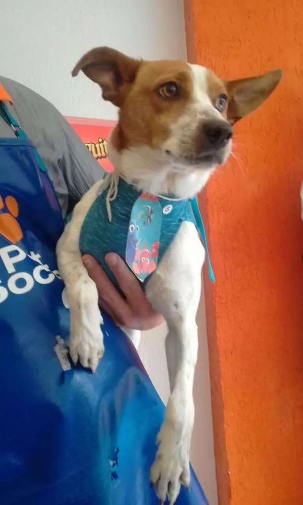 Cachorro ra a SRD idade 5 anos nome Pequeno Boris.