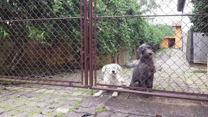 Cachorro ra a Sem raça definida idade 7 a 11 meses nome Sem nome