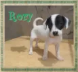 Rory