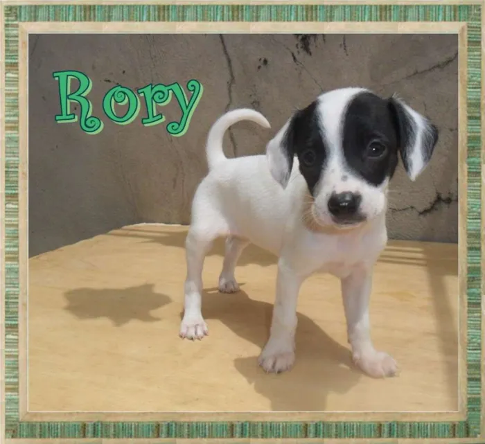 Cachorro ra a SRD idade Abaixo de 2 meses nome Rory