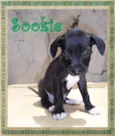 Sookie