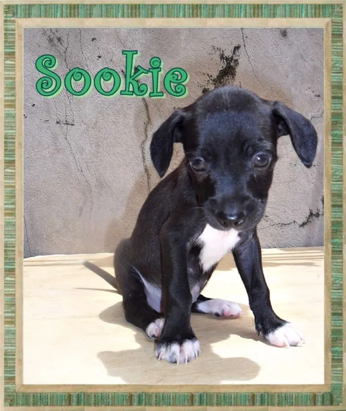 Cachorro ra a SRD idade Abaixo de 2 meses nome Sookie