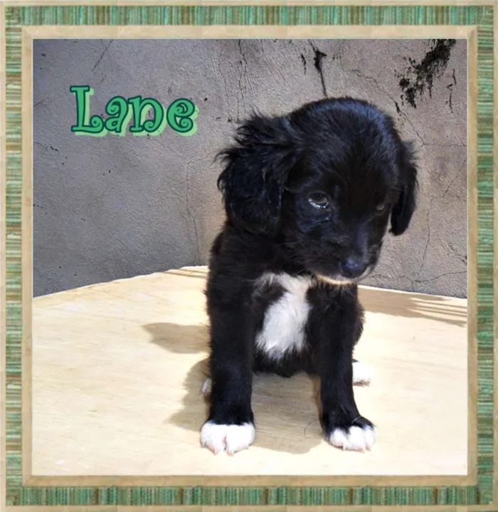 Cachorro ra a SRD idade Abaixo de 2 meses nome Lane