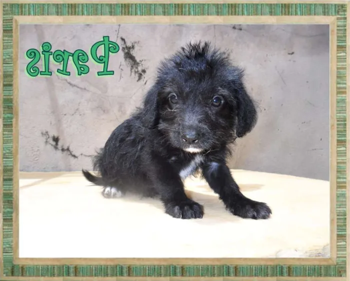 Cachorro ra a SRD idade Abaixo de 2 meses nome Paris