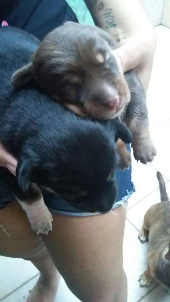 Cachorro ra a desconhecida idade Abaixo de 2 meses nome mel, joly e pretinha
