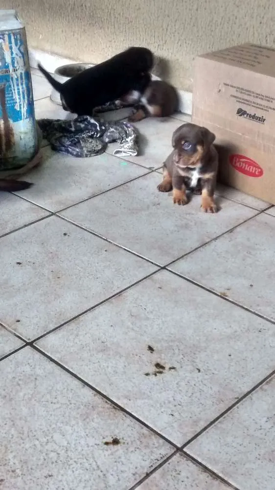 Cachorro ra a desconhecida idade Abaixo de 2 meses nome mel, joly e pretinha