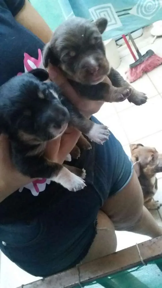 Cachorro ra a desconhecida idade Abaixo de 2 meses nome mel, joly e pretinha