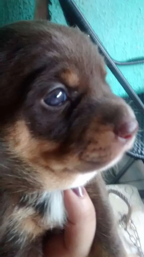 Cachorro ra a desconhecida idade Abaixo de 2 meses nome mel, joly e pretinha