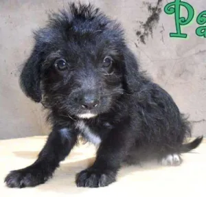 Cachorro raça SRD idade Abaixo de 2 meses nome Paris