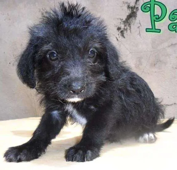 Cachorro ra a SRD idade Abaixo de 2 meses nome Paris
