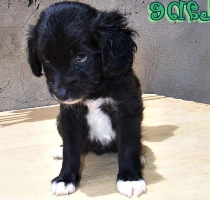 Cachorro ra a SRD idade Abaixo de 2 meses nome Lane