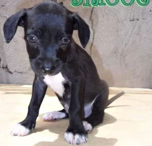 Cachorro raça SRD idade Abaixo de 2 meses nome Sookie