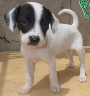 Cachorro raça SRD idade Abaixo de 2 meses nome Rory