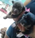 mel, joly e pretinha