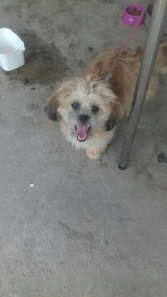 Cachorro ra a Lhasa Apso idade  nome Bela