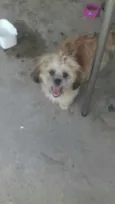 Bela