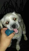 Bela