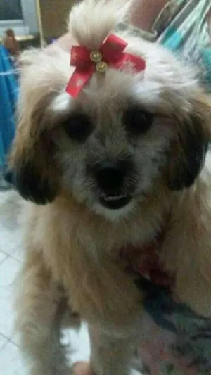 Cachorro raça Lhasa Apso idade  nome Bela