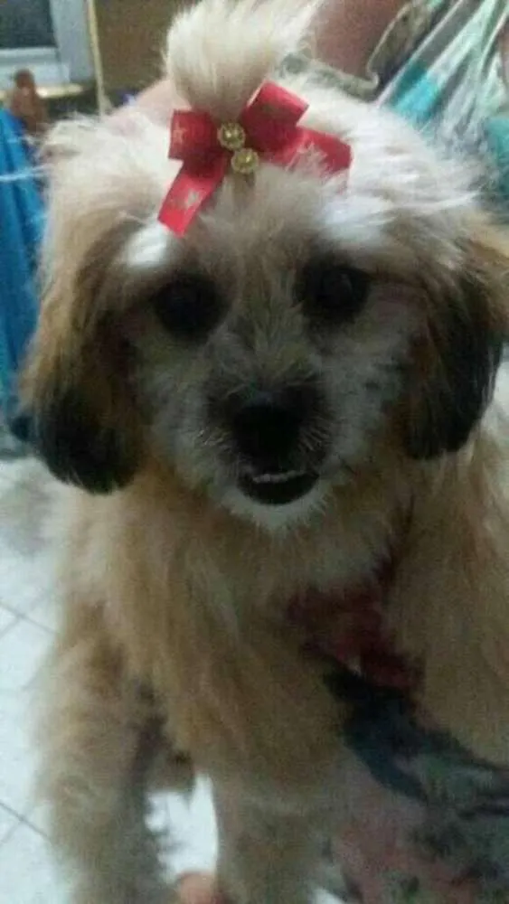 Cachorro ra a Lhasa Apso idade  nome Bela