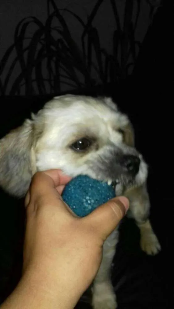 Cachorro ra a Lhasa Apso idade  nome Bela