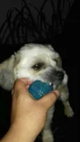 Bela