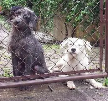 Cachorro ra a Sem raça definida idade 7 a 11 meses nome Sem nome