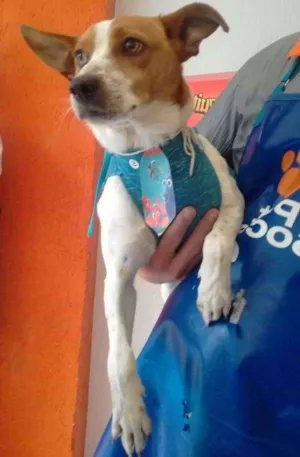 Cachorro raça SRD idade 5 anos nome Pequeno Boris.