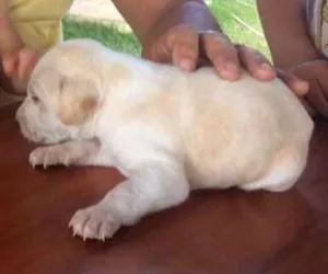 Cachorro raça weimaraner/Labrador idade Abaixo de 2 meses nome Sophia