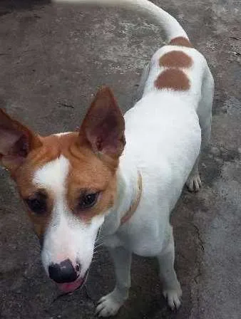 Cachorro ra a srd idade 1 ano nome Benny