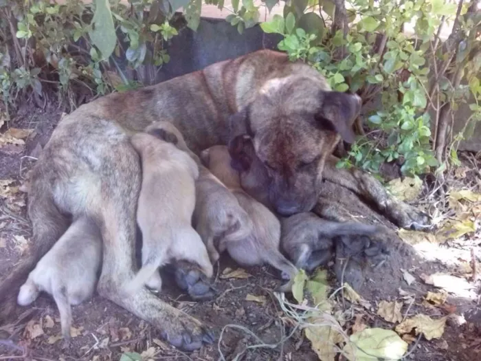 Cachorro ra a vira lata idade Abaixo de 2 meses nome filhotes