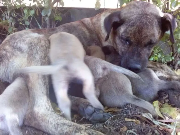 Cachorro ra a vira lata idade Abaixo de 2 meses nome filhotes