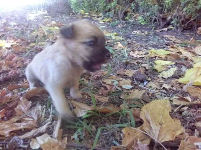 Cachorro ra a vira lata idade Abaixo de 2 meses nome filhotes