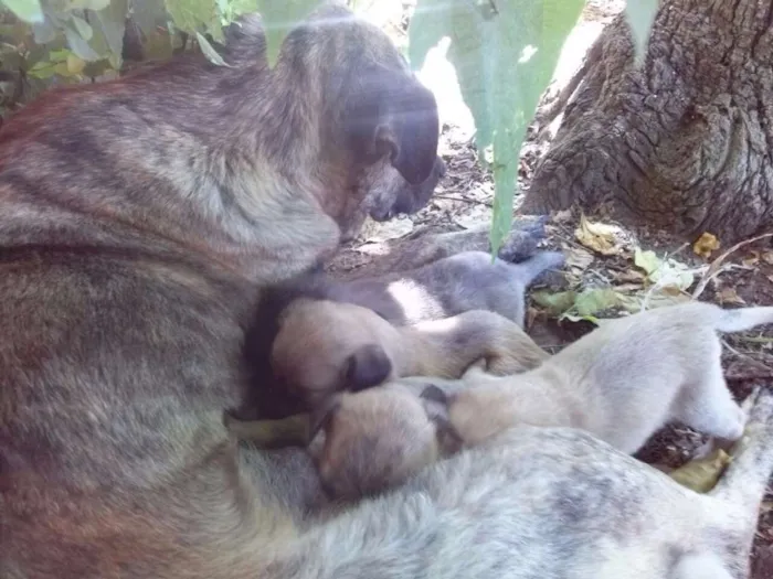 Cachorro ra a vira lata idade Abaixo de 2 meses nome filhotes