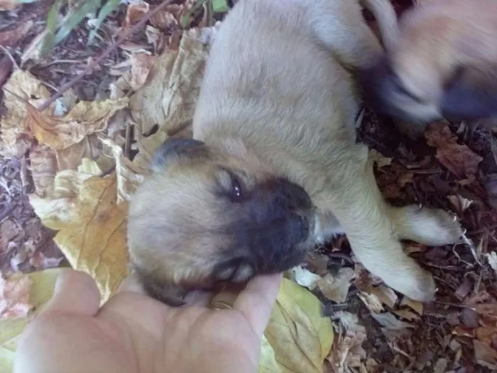 Cachorro ra a vira lata idade Abaixo de 2 meses nome filhotes