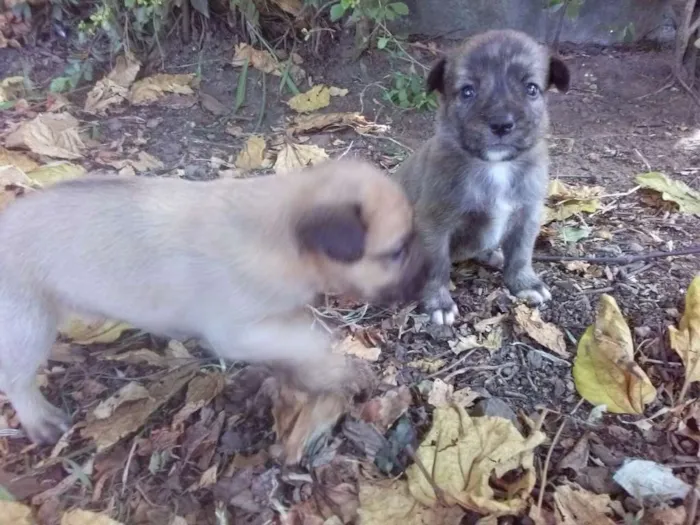 Cachorro ra a vira lata idade Abaixo de 2 meses nome filhotes