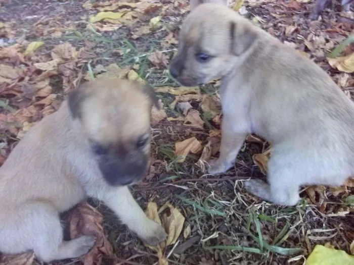 Cachorro ra a vira lata idade Abaixo de 2 meses nome filhotes