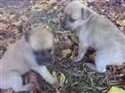 Cachorro raça vira lata idade Abaixo de 2 meses nome filhotes