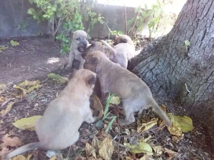 Cachorro ra a vira lata idade Abaixo de 2 meses nome filhotes