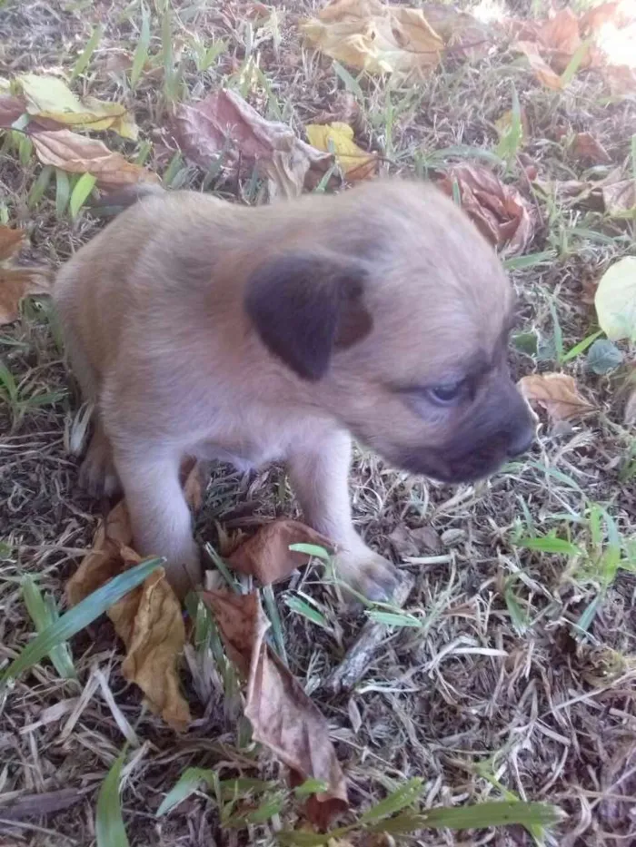 Cachorro ra a vira lata idade Abaixo de 2 meses nome filhotes