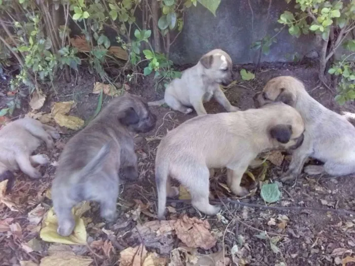 Cachorro ra a vira lata idade Abaixo de 2 meses nome filhotes